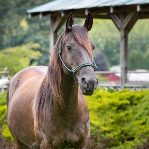 Meet your Posher, Madison - Picture 1 of 1